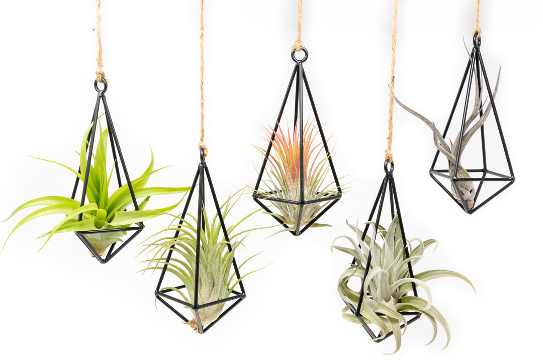 Wholesale - Hanging Metal Pendant Kit with Assorted Tillandsia Air Plants