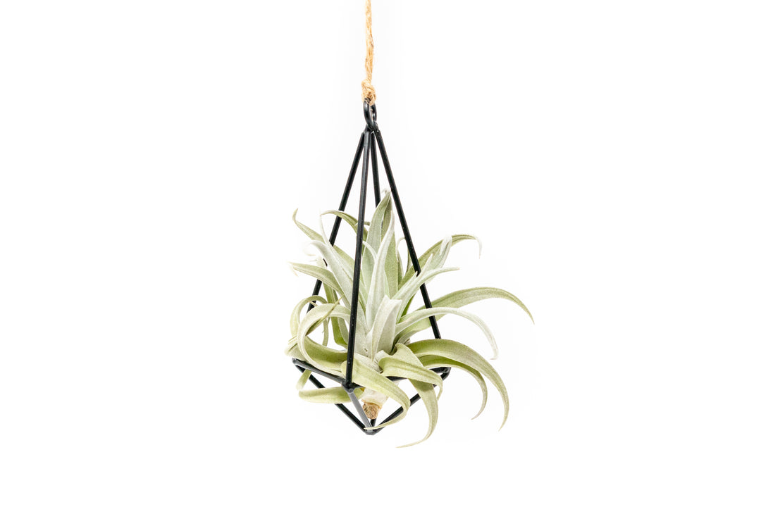 Wholesale - Hanging Metal Pendant Kit with Assorted Tillandsia Air Plants