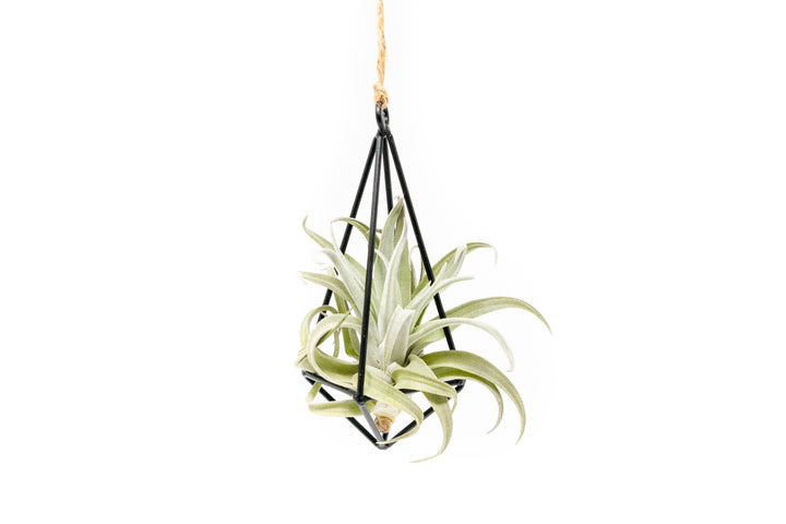 Wholesale - Hanging Metal Pendant Kit with Assorted Tillandsia Air Plants