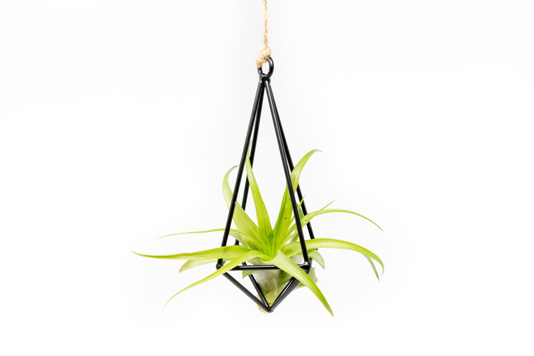 Wholesale - Hanging Metal Pendant Kit with Assorted Tillandsia Air Plants
