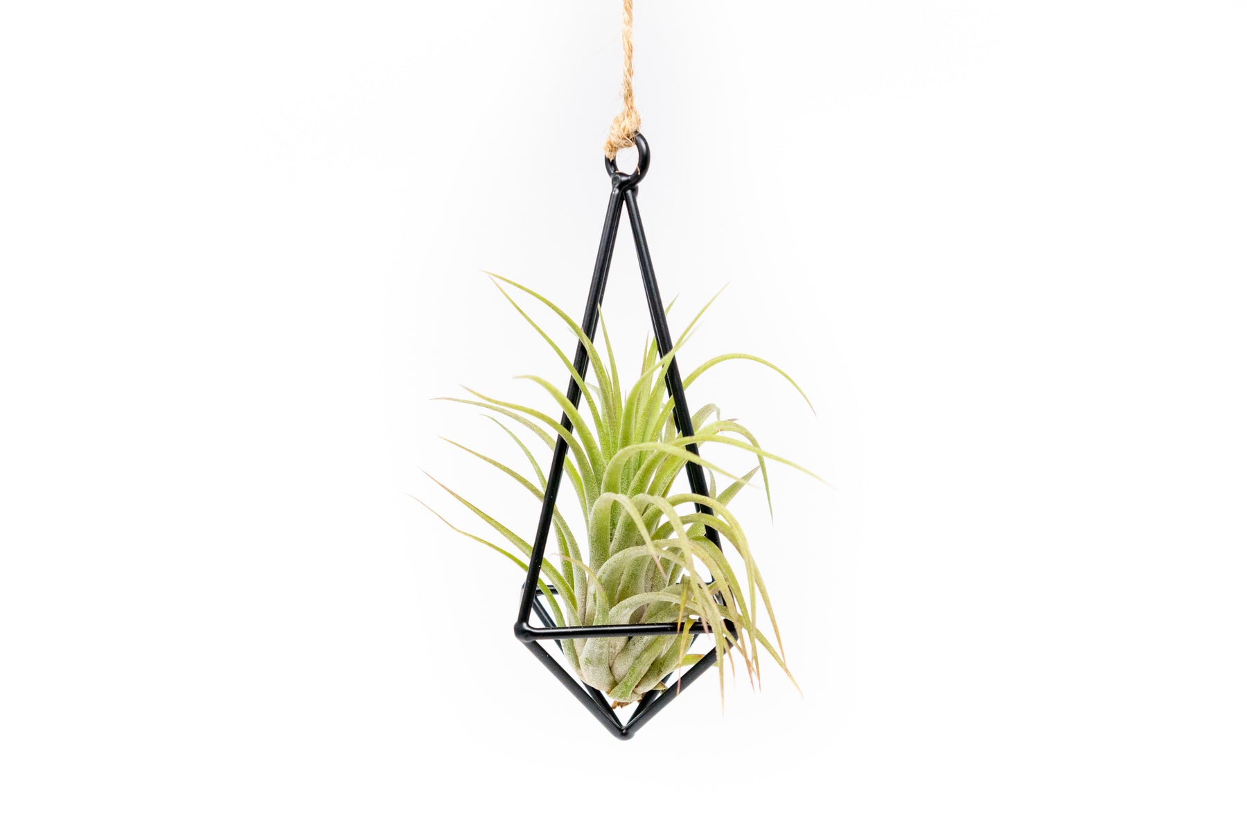 metal air plant holder Hanging Metal Pendant with Custom Tillandsia Air Plants