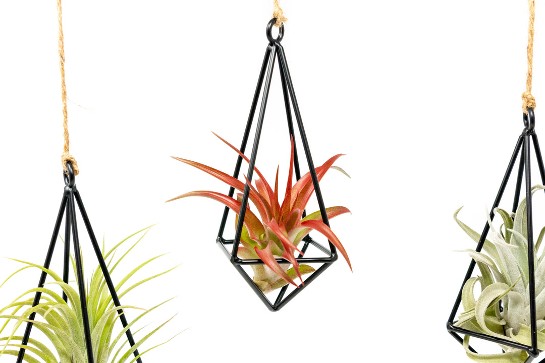 hanging air plant kit Wholesale