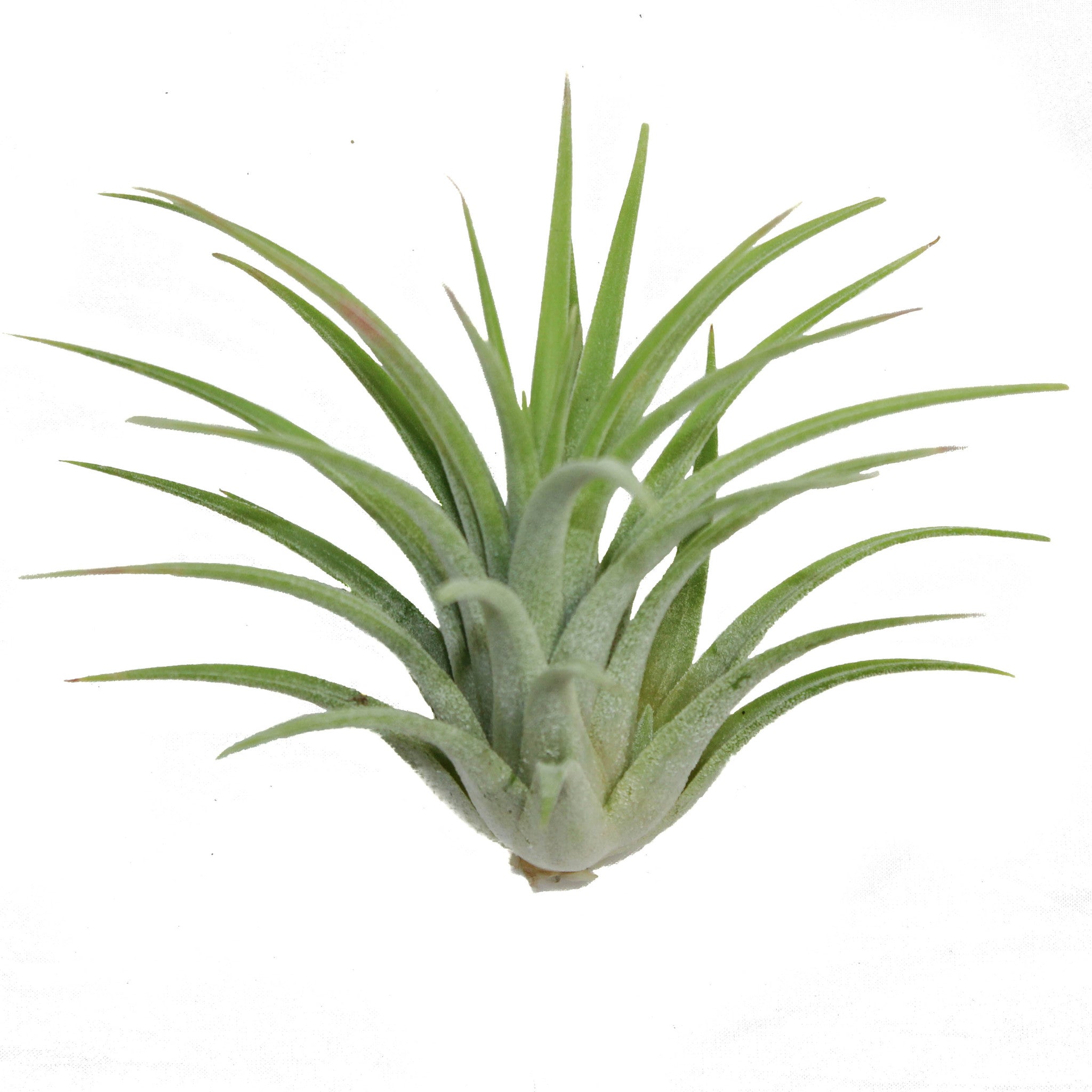 送料無料】ionantha 'Huamelula' × 'Sitting Pretty'〔エアプランツ