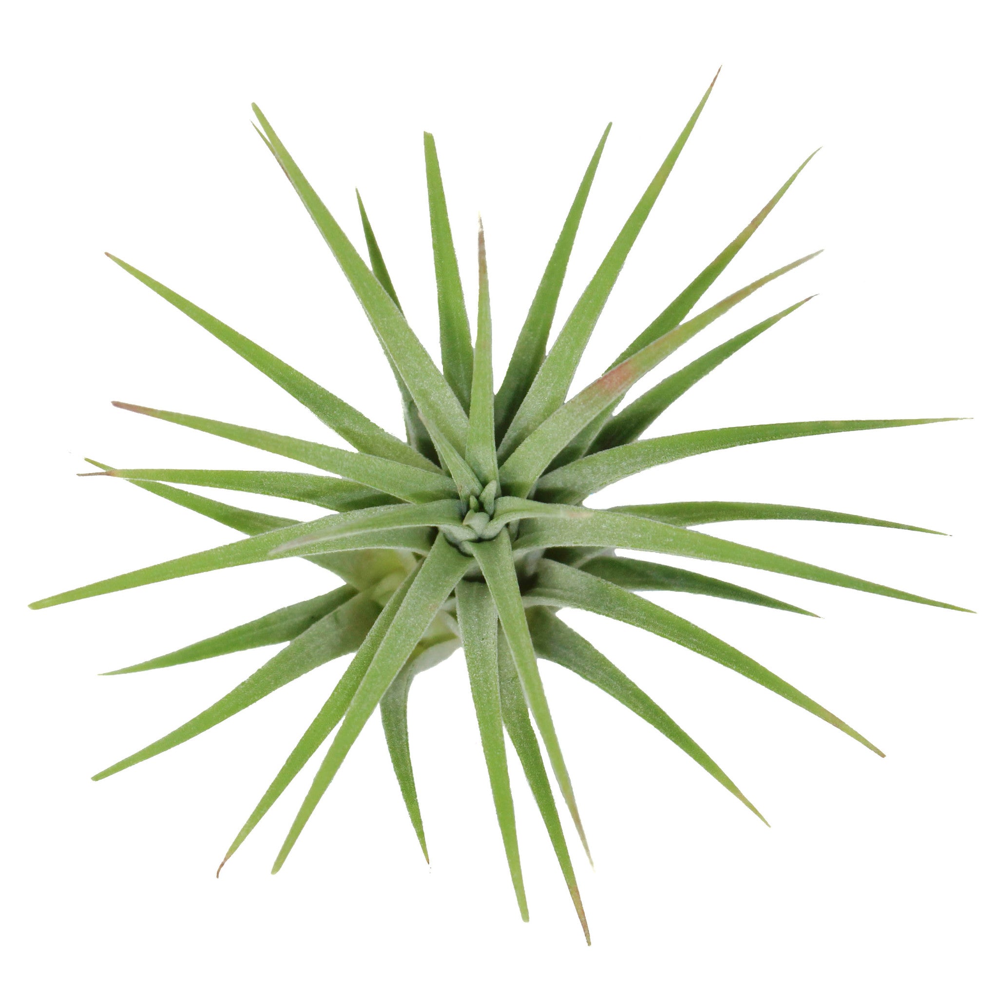 Tillandsia Ionantha Huamelula Maxima Air Plants - Rare – Air Plant