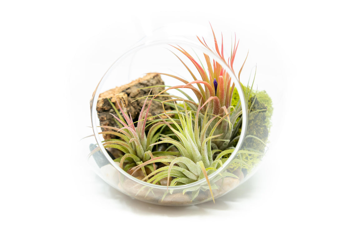 large glass globe terrarium with two open ends containing cork bark, stone and moss accents and tillandsia air plants