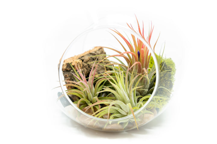 large glass globe terrarium with two open ends containing cork bark, stone and moss accents and tillandsia air plants