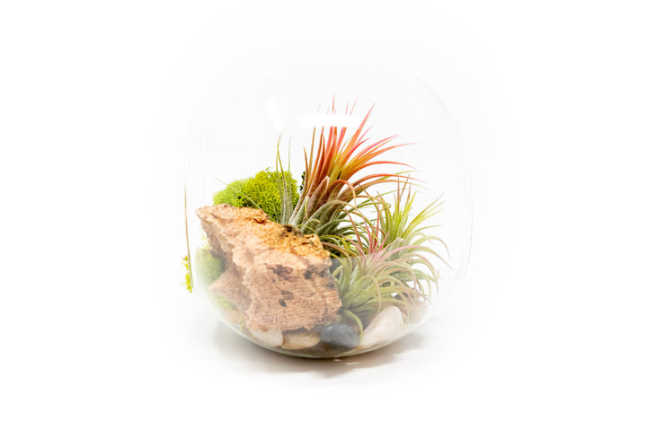 large glass globe terrarium with two open ends containing cork bark, stone and moss accents and tillandsia air plants