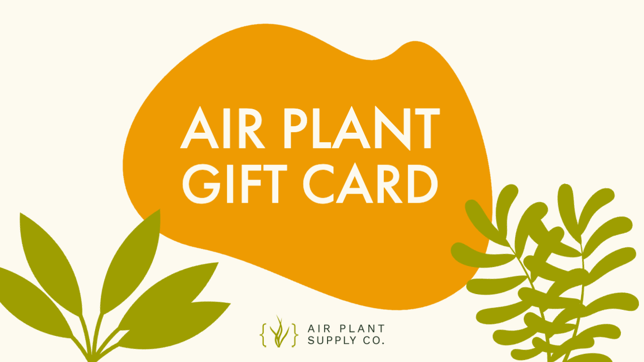air plant supply company Air Plant Supply Co. E-Gift Card
