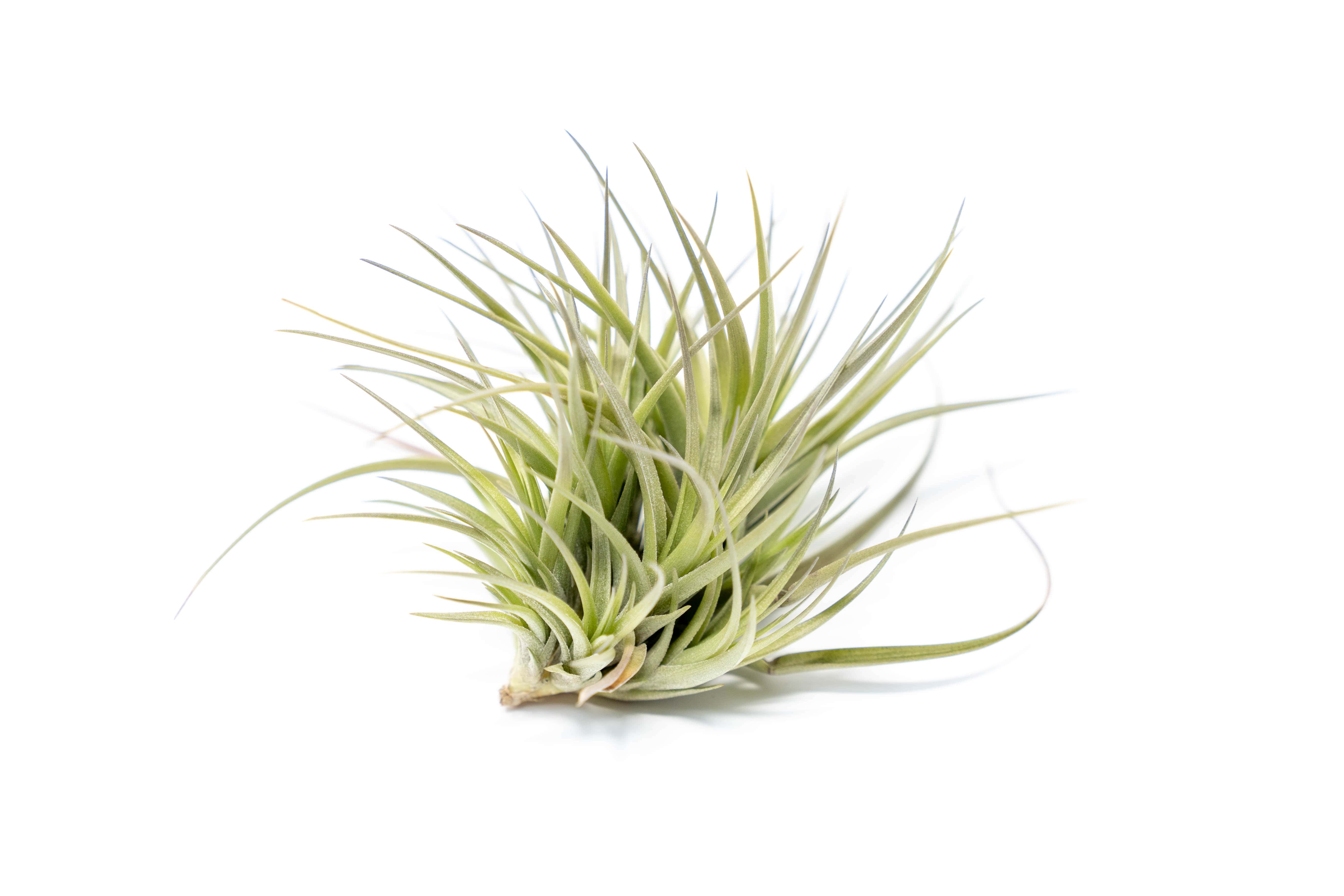 AirPlantSupply Tillandsia Tenuifolia Air Plant