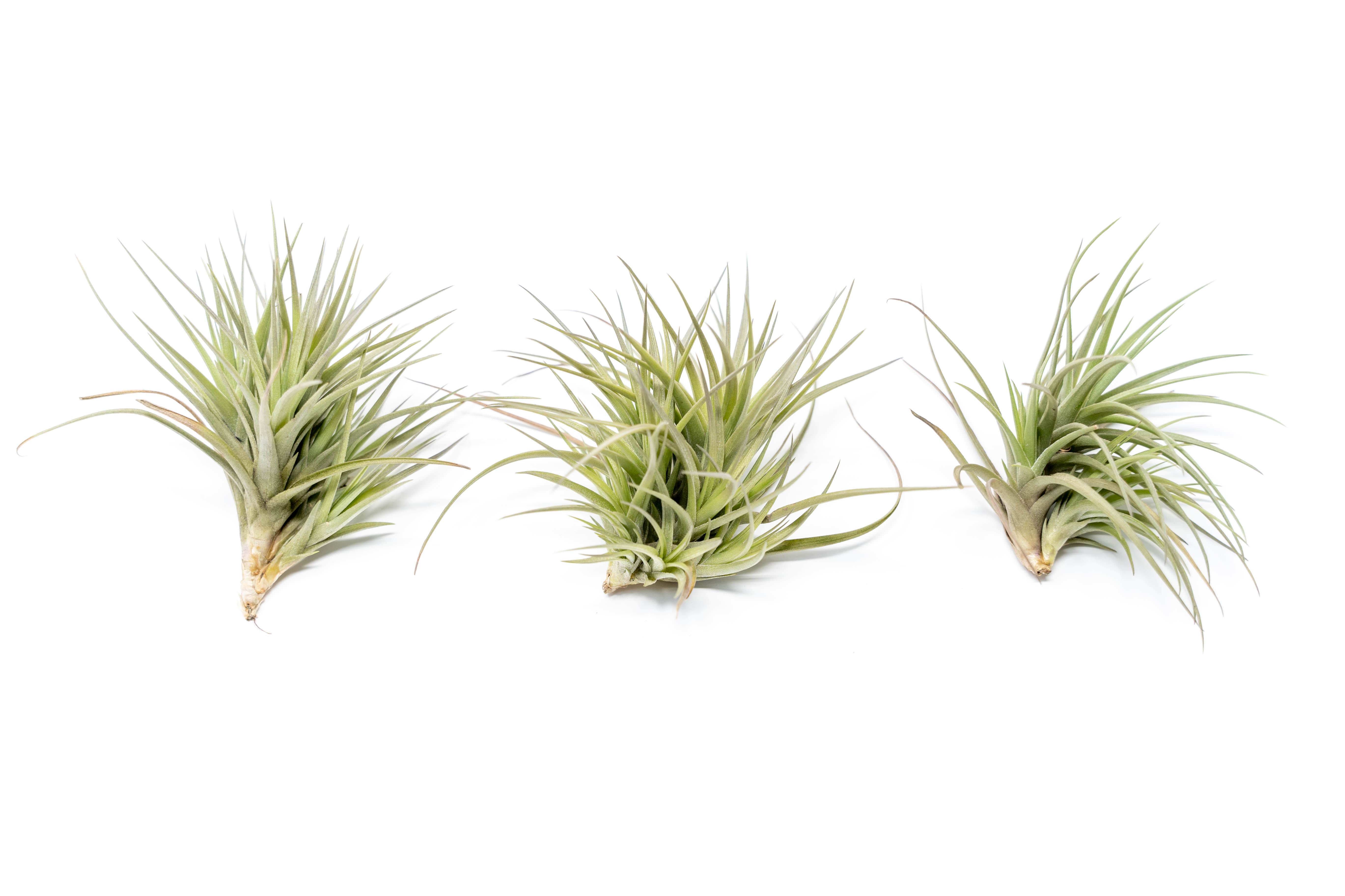 AirPlantSupply Tillandsia Tenuifolia Air Plant - Thumbnail 3