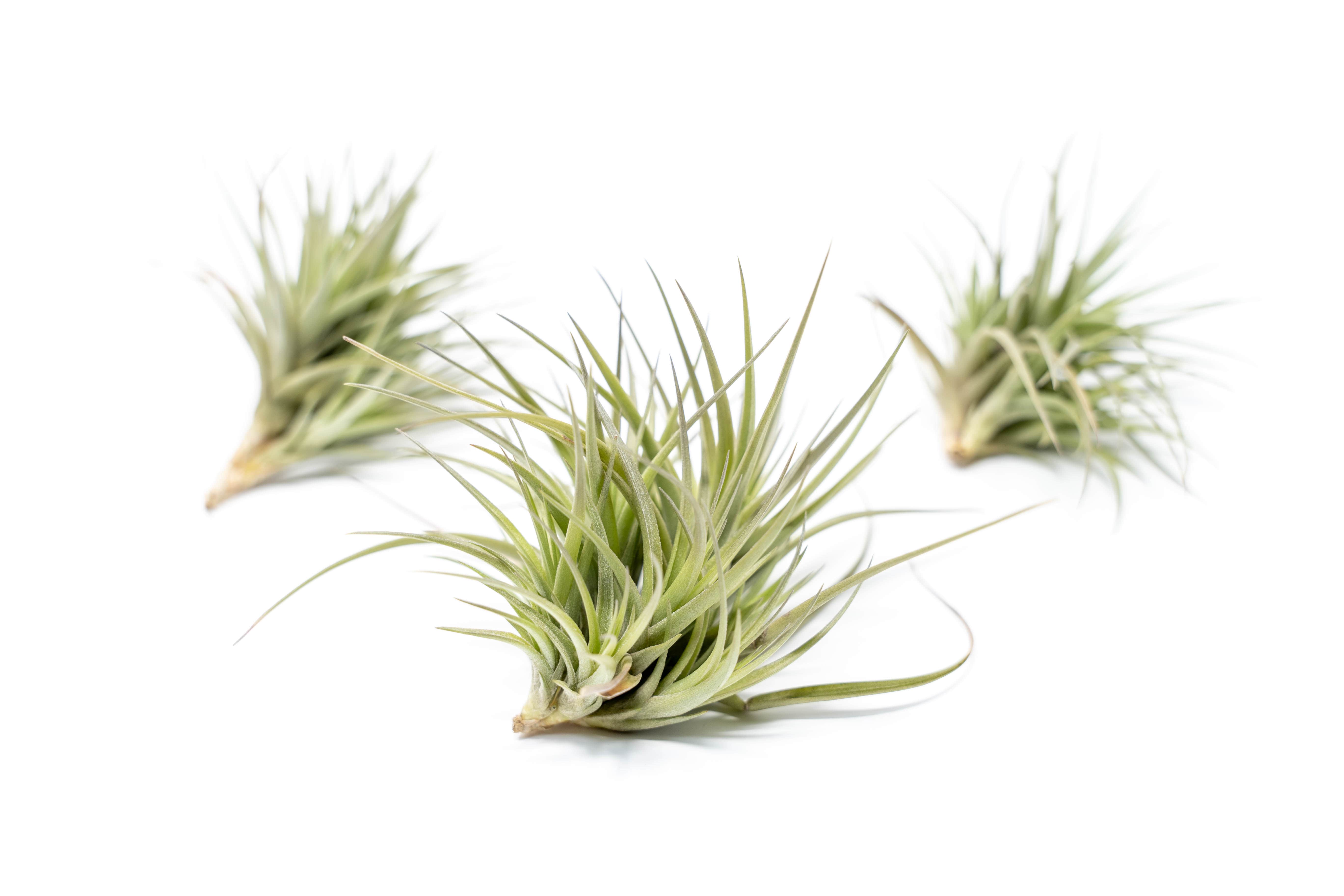 AirPlantSupply Tillandsia Tenuifolia Air Plant - Thumbnail 4