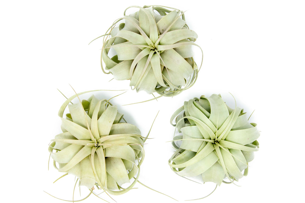 three medium tillandsia xerographica air plants