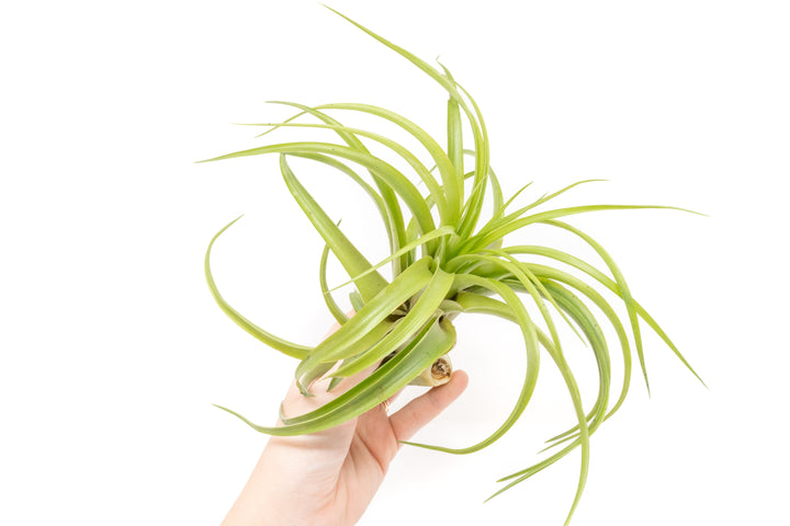 XL Tillandsia Abdita Brachycaulos Air Plants / 7-9 Inch Plants