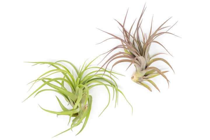 Wholesale - XL Tillandsia Abdita Brachycaulos Air Plants / 7-9 Inch Plants