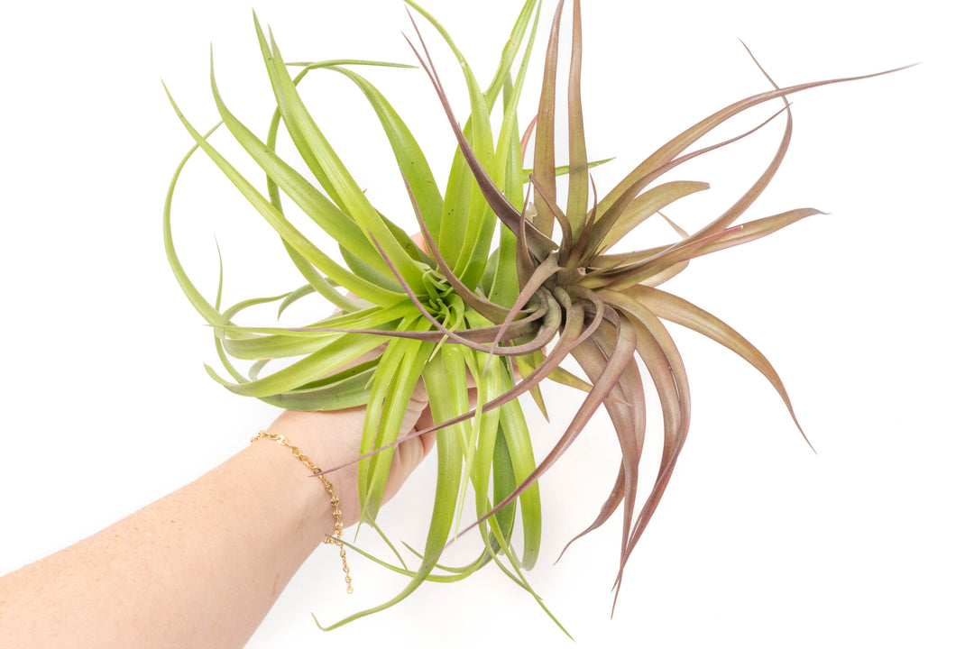 Wholesale - XL Tillandsia Abdita Brachycaulos Air Plants / 7-9 Inch Plants