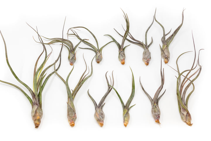 Wholesale Special - Tillandsia Baileyi Air Plants