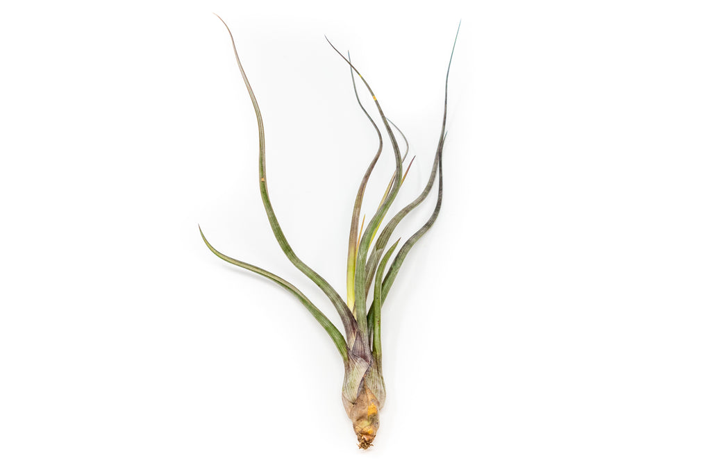 Tillandsia Pseudobaileyi - Pianta Clavel De Aire Naturale, 6 Cm, Sempreverde, Colore Verde