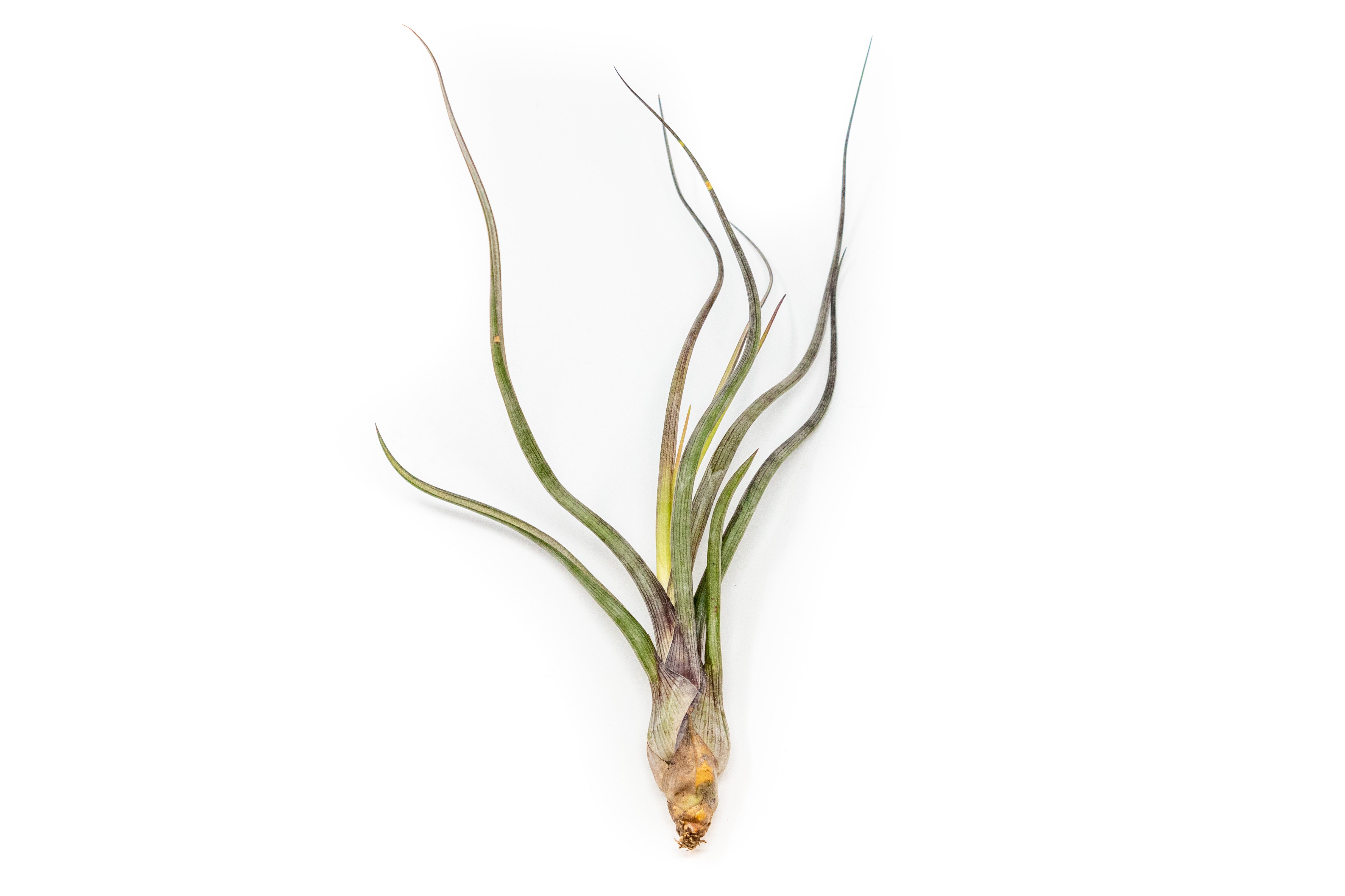 AirPlantSupply Tillandsia Latifolia Air Plant - Thumbnail 3