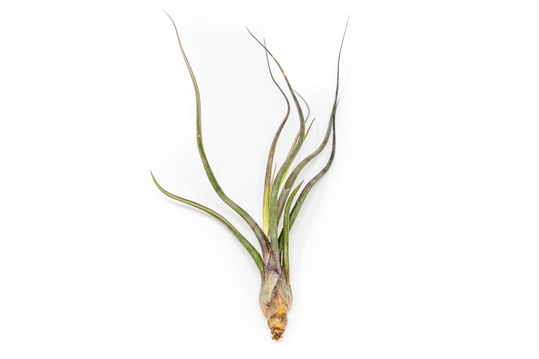 XL Tillandsia Baileyi Air Plants / 9-12 Inch Plants