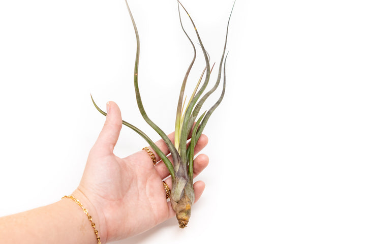 hand holding a tillandsia baileyi air plant