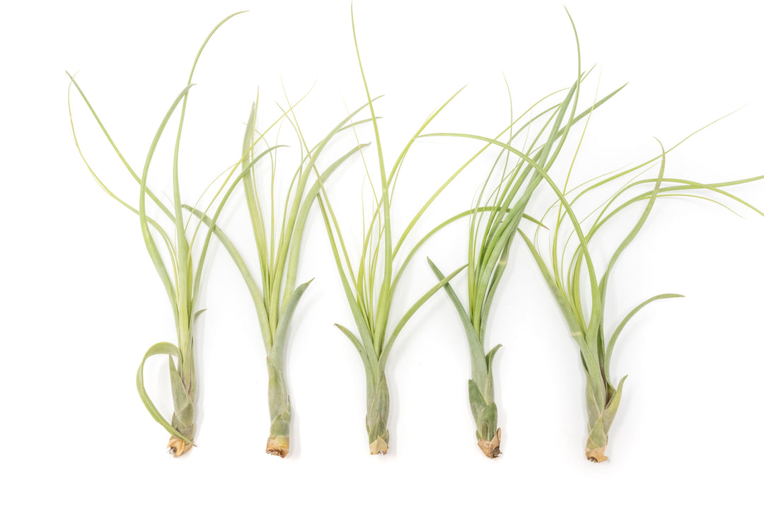 five tillandsia balbisiana air plants
