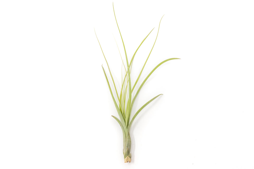 tillandsia balbisiana air plant