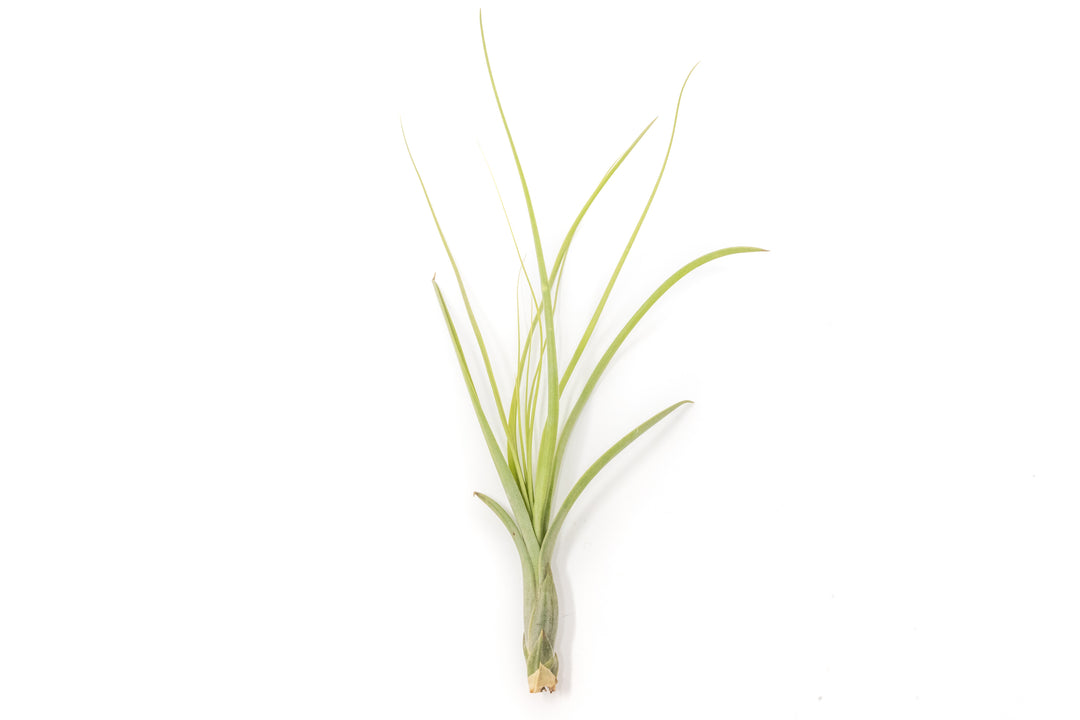 tillandsia balbisiana air plant