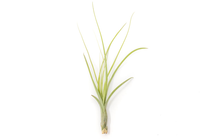 tillandsia balbisiana air plant