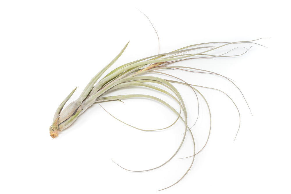 large blooming tillandsia balbisiana air plant