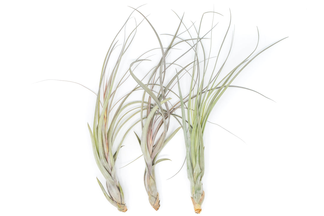three large tillandsia balbisiana air plants