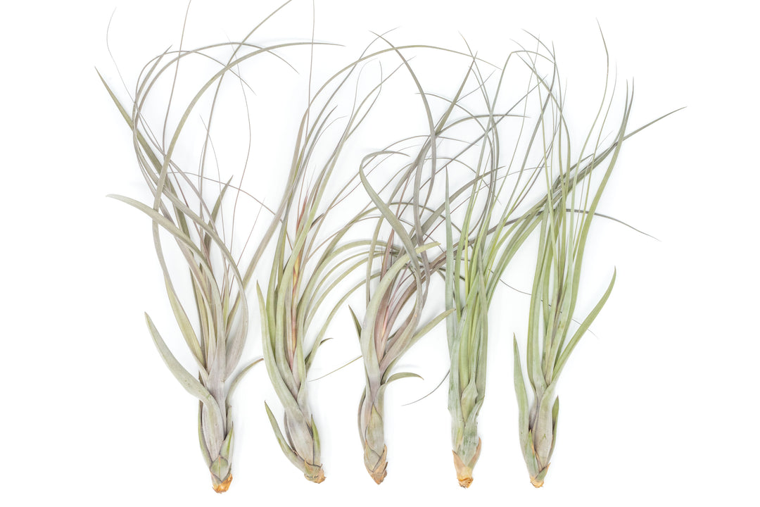 five large tillandsia balbisiana air plants