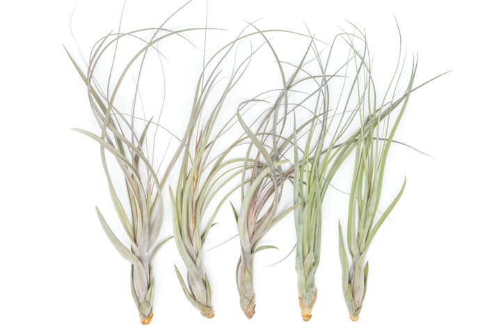 five large tillandsia balbisiana air plants