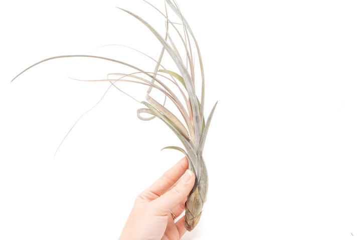 hand holding large tillandsia balbisiana air plants