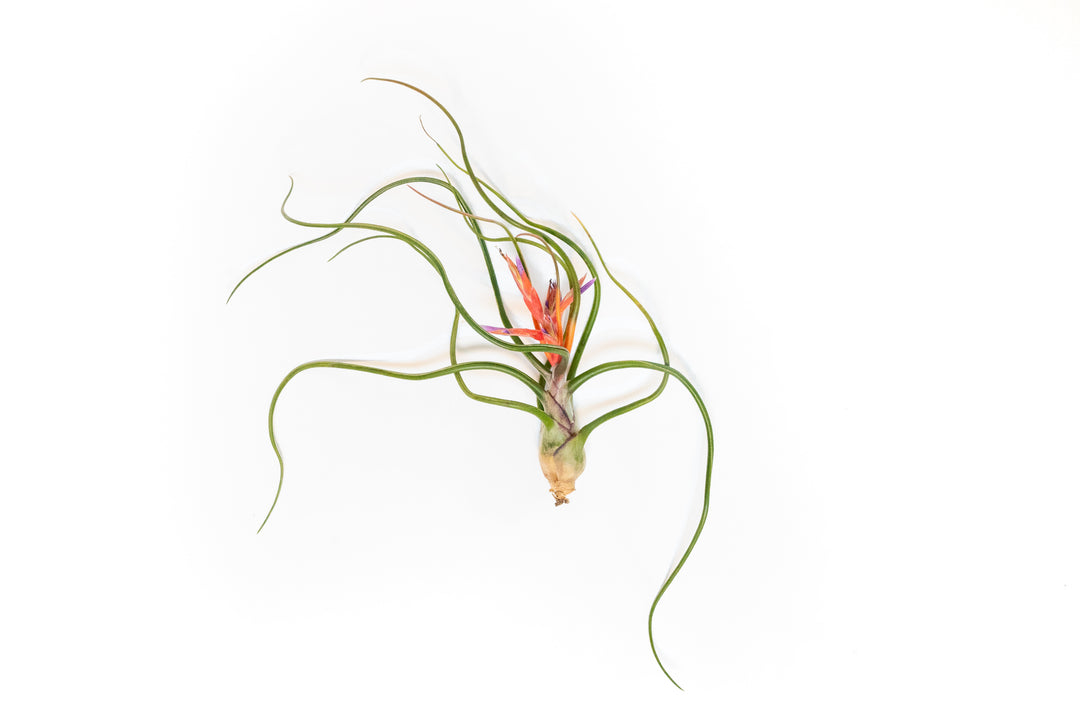 large blooming tillandsia bulbosa belize air plant