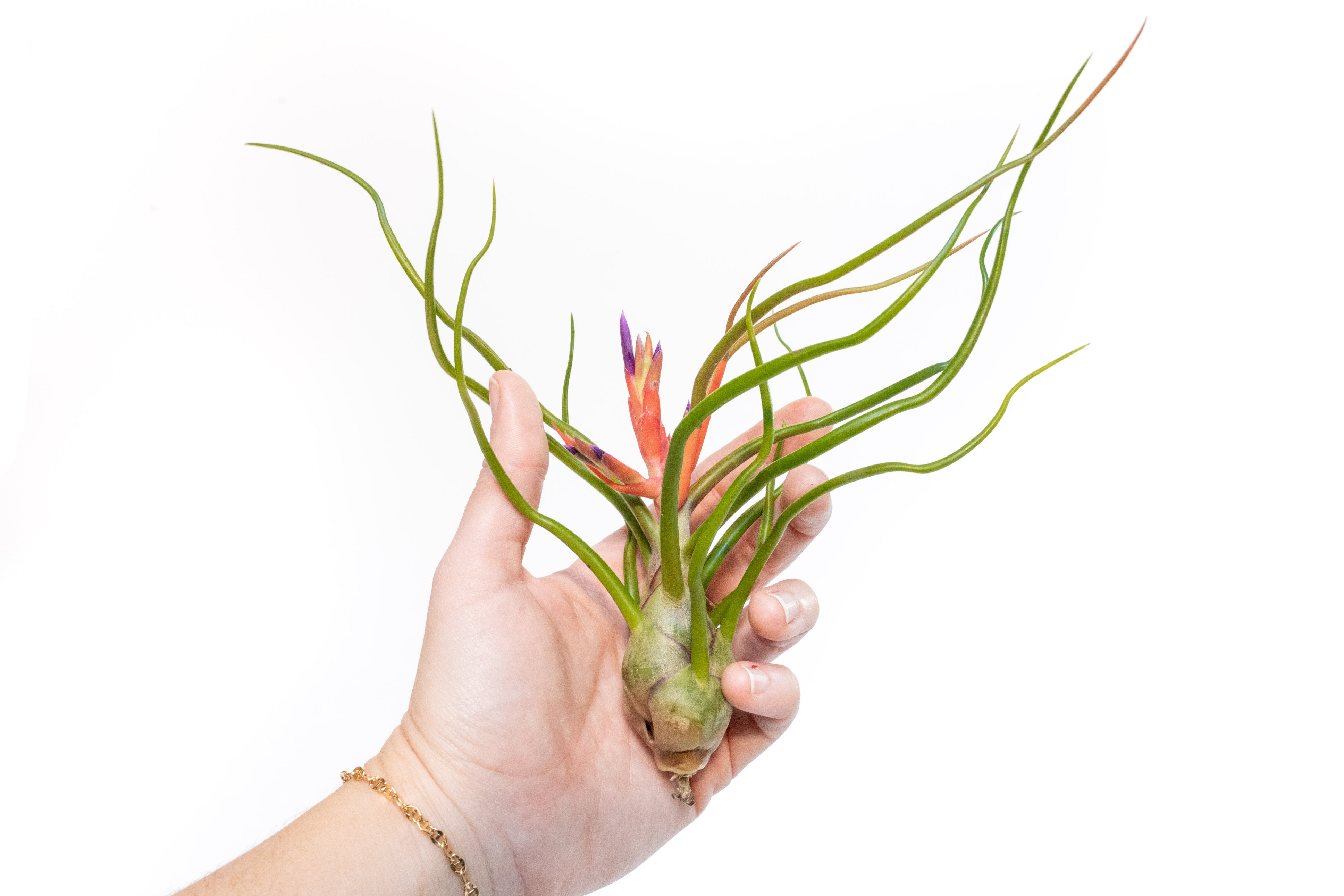 Wholesale - Large Tillandsia Bulbosa Belize Air Plants / 6-8 Inch
