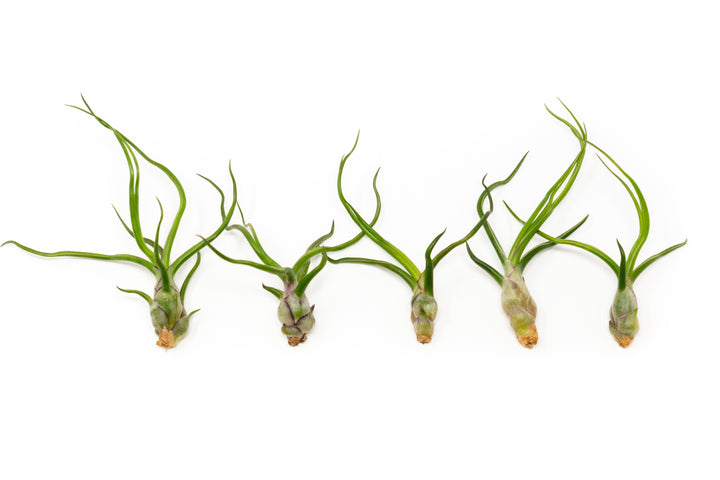 Wholesale - Tillandsia Bulbosa Guatemala Air Plants
