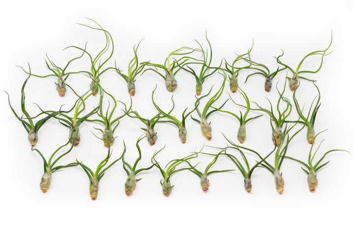 Wholesale - Tillandsia Bulbosa Guatemala Air Plants