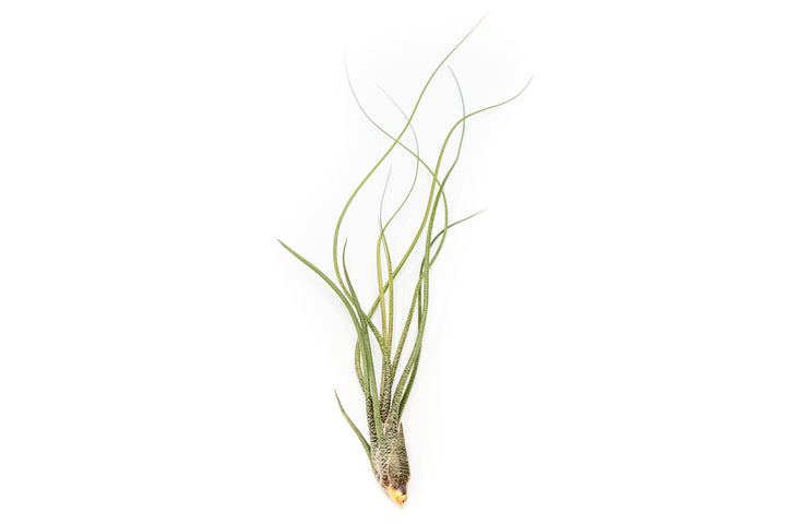 Wholesale - Tillandsia Butzii Air Plants