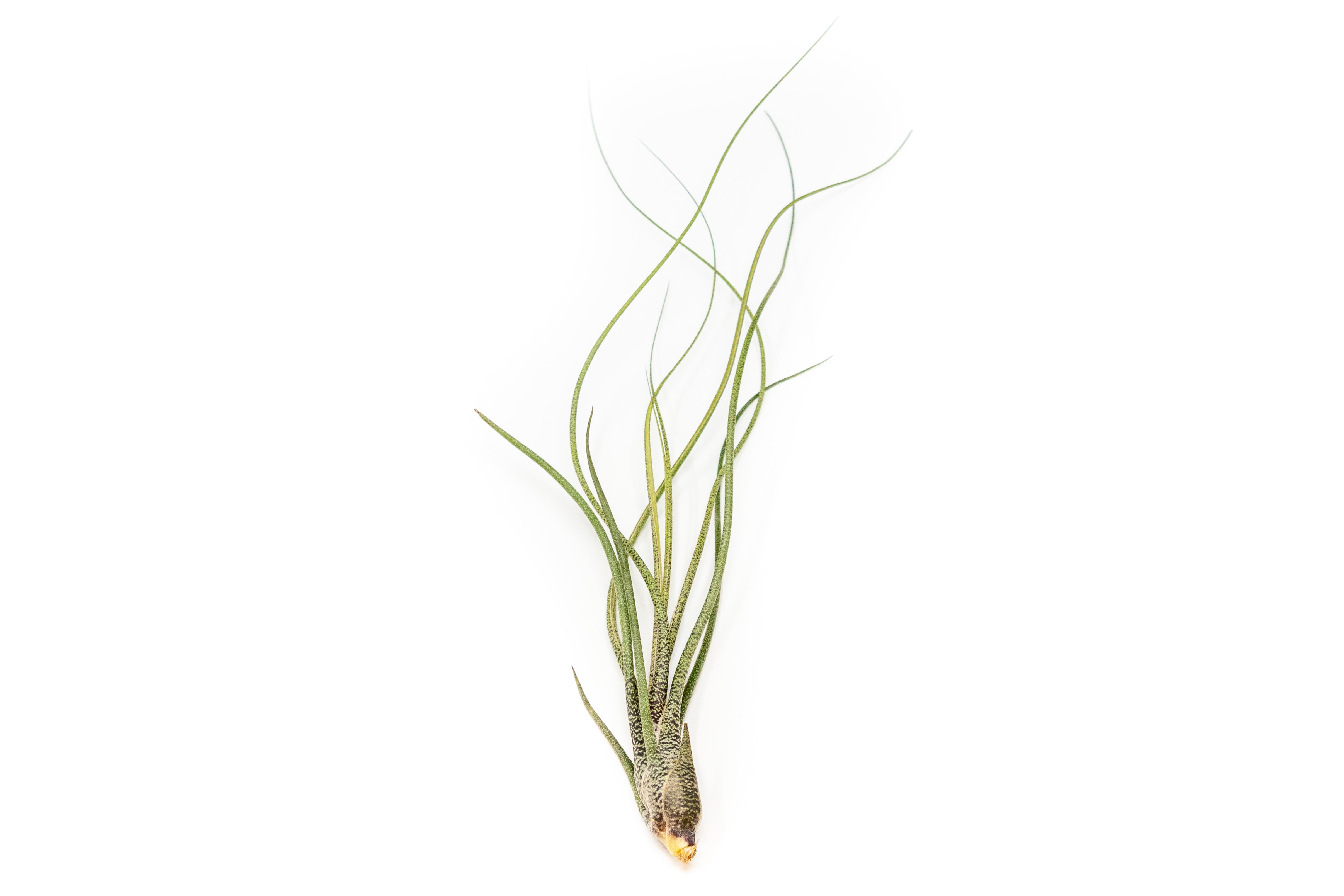 Large Tillandsia Butzii Air Plants - Thumbnail 5