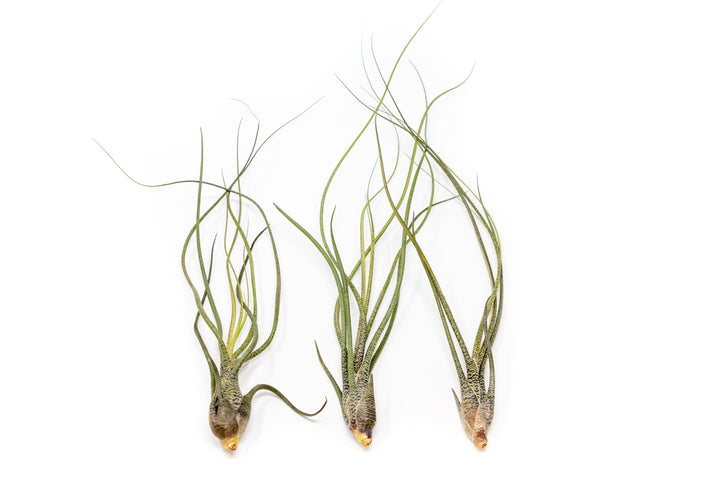 Wholesale - Tillandsia Butzii Air Plants