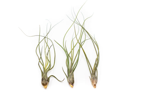 Wholesale - Tillandsia Butzii Air Plants