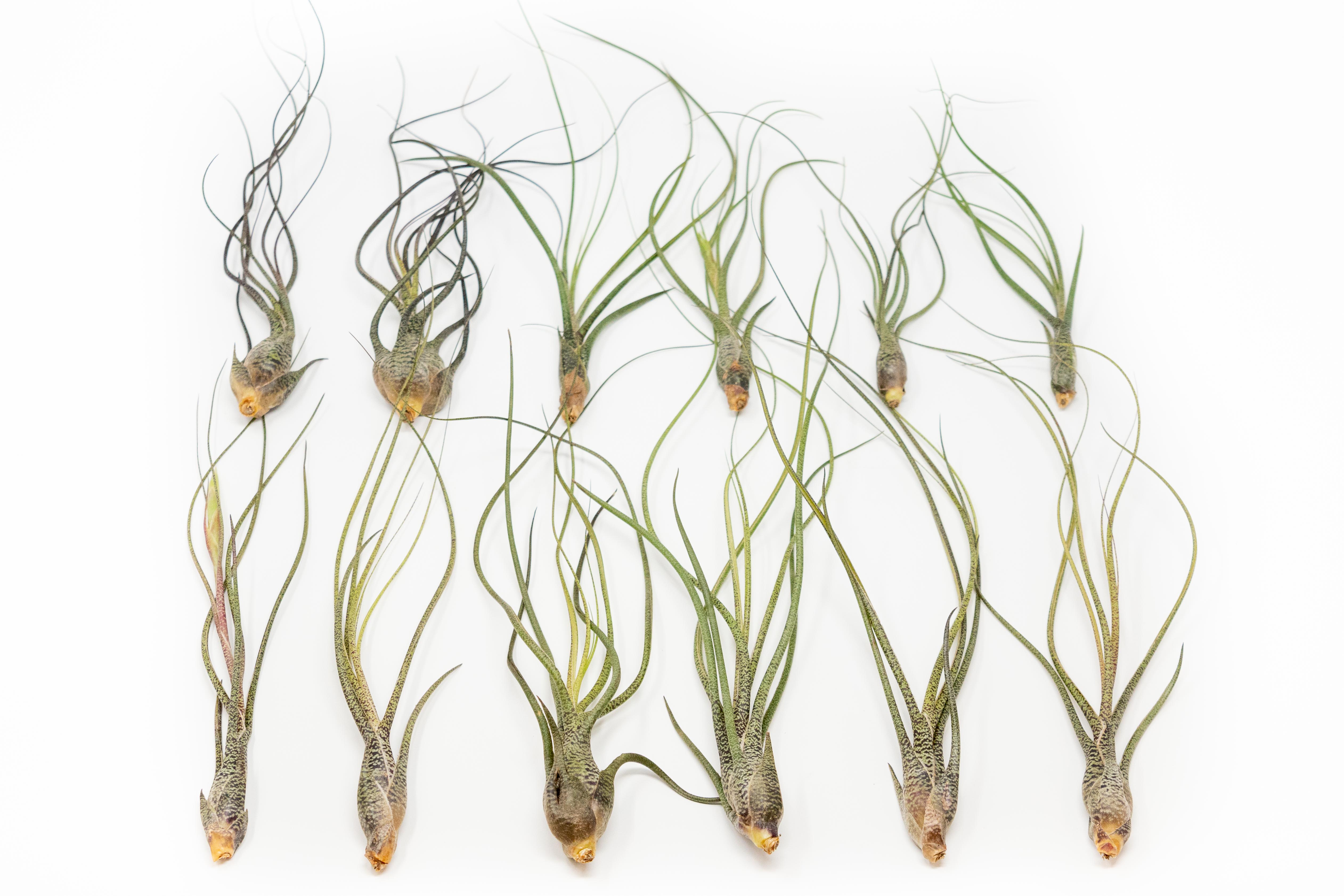 AirPlantSupply Tillandsia Butzii Air Plants
