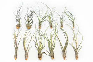 twelve large tillandsia butzii air plants