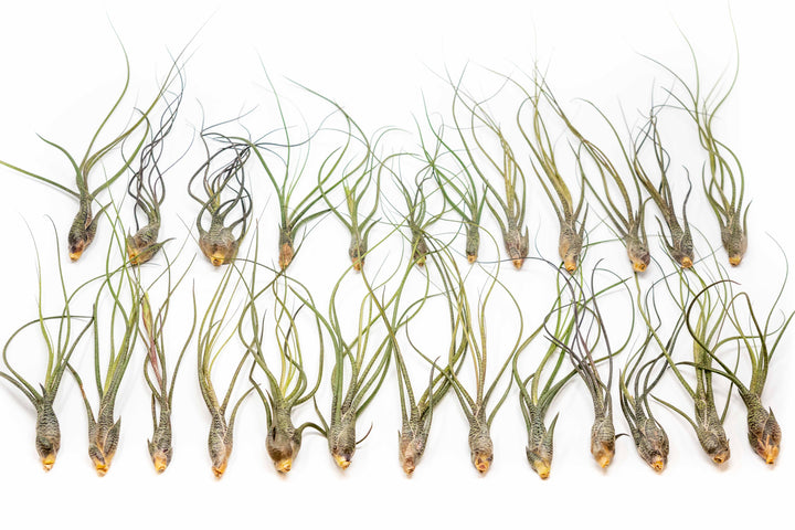Wholesale - Tillandsia Butzii Air Plants