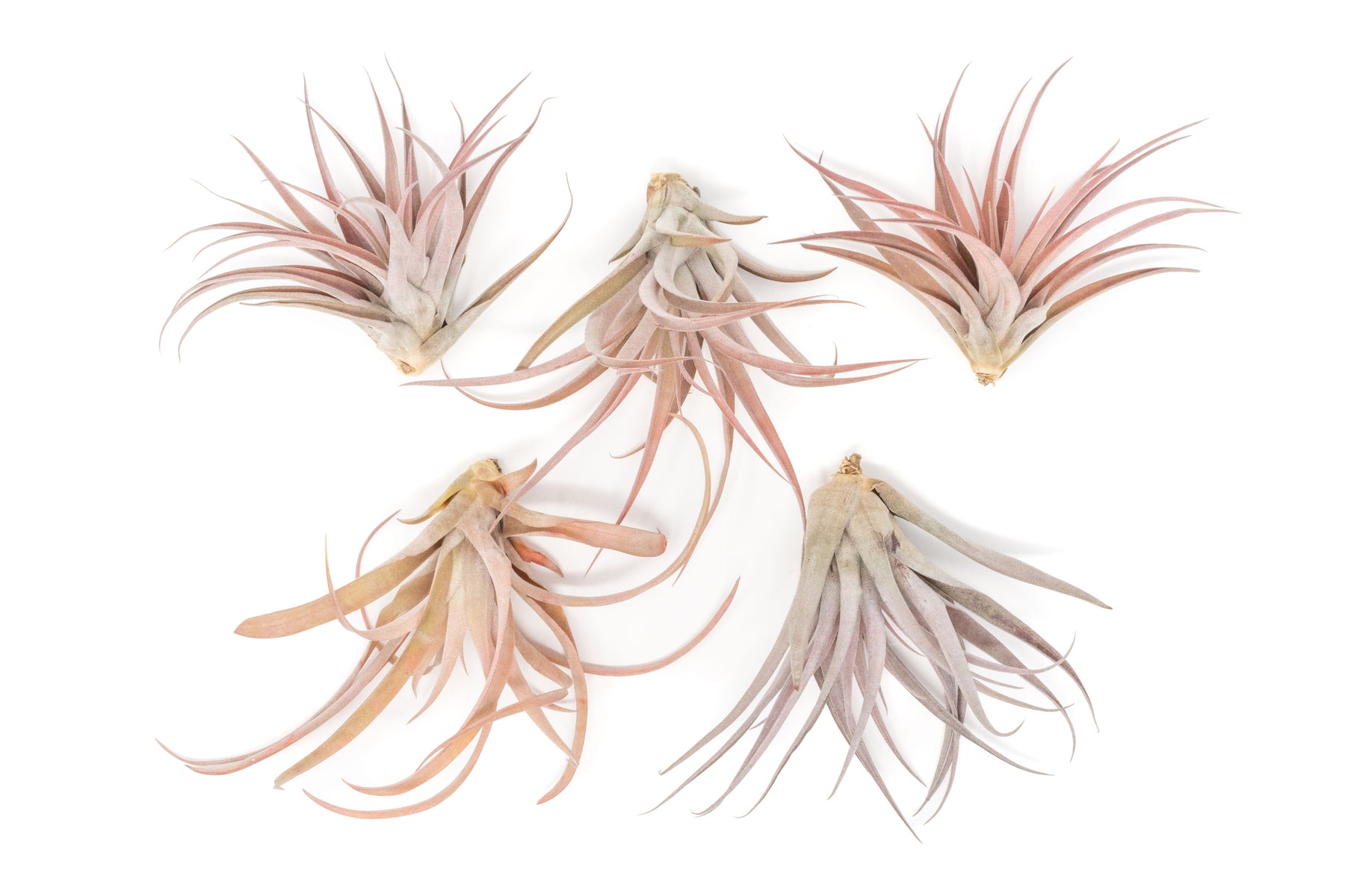 capitata peach air plant Tillandsia Capitata Peach Air Plants