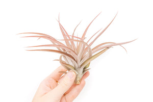 hand holding blushing tillandsia capitata peach air plant