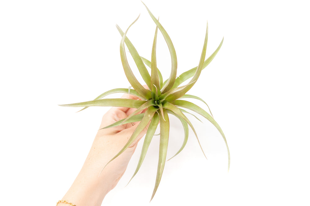 Can Air Plants Survive Cold Weather? Essential Survival Tips