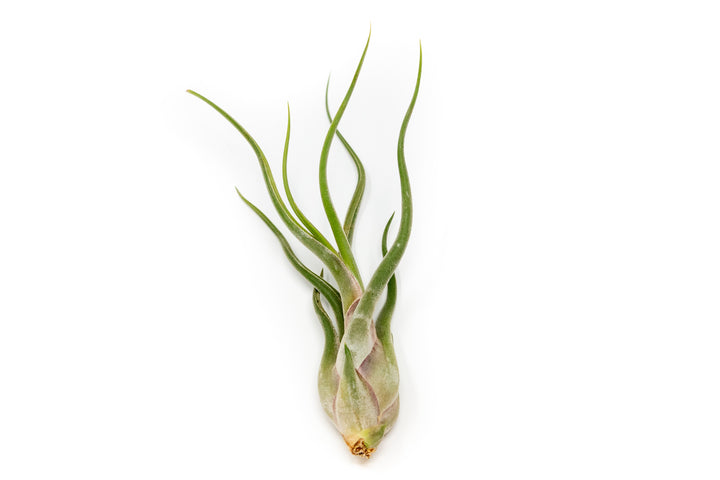 tillandsia caput medusae air plant