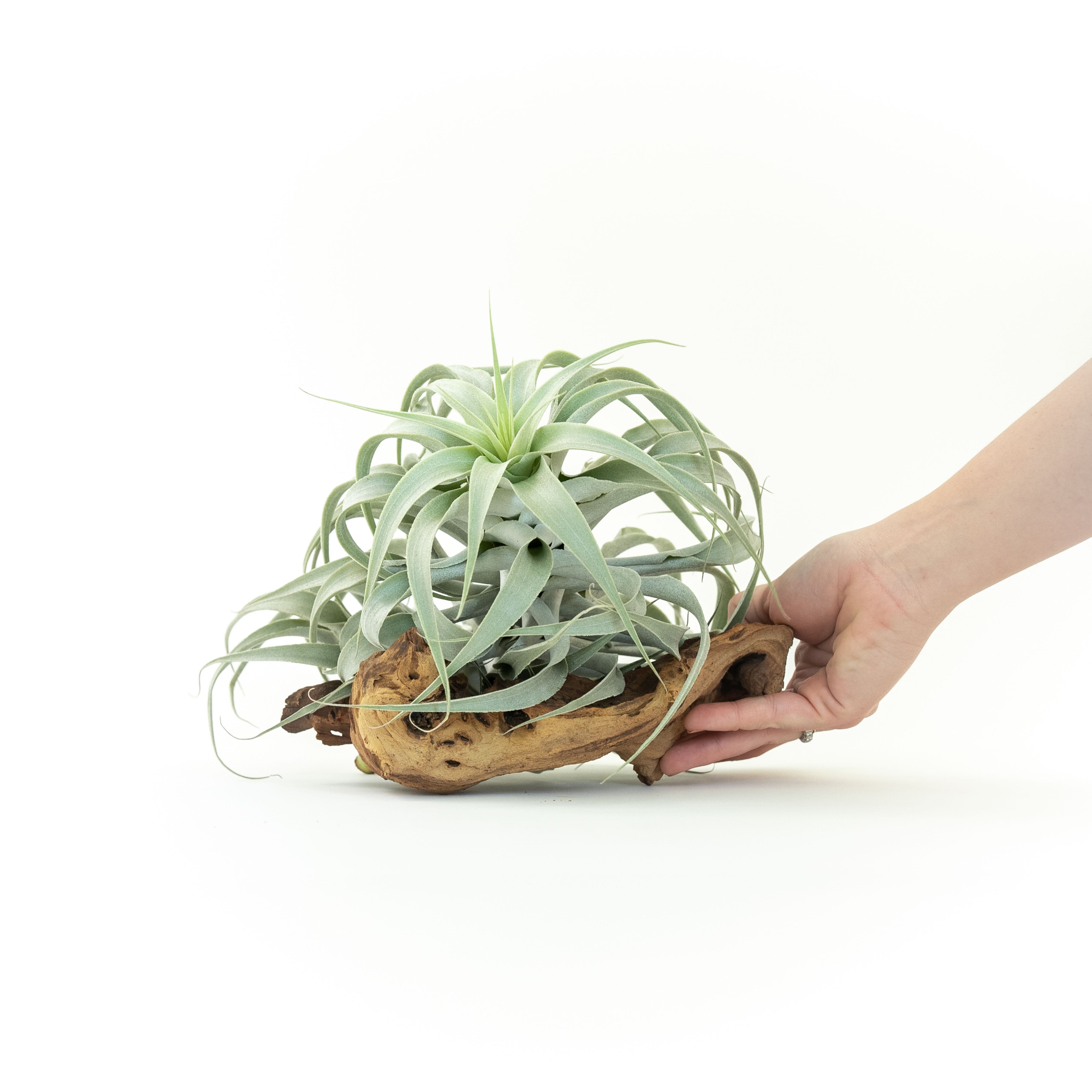 Tillandsia Cacticola Air Plant - Thumbnail 3