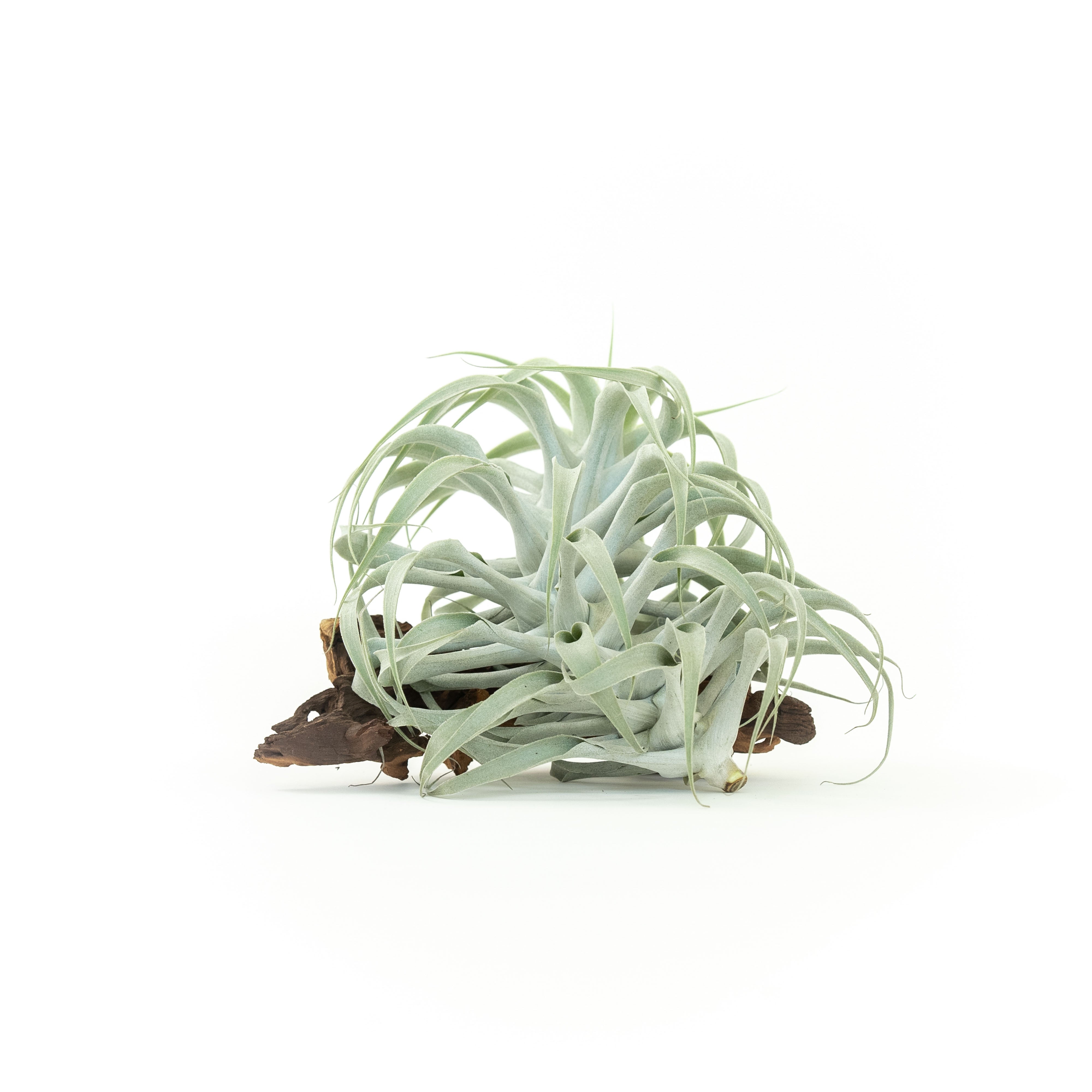 Tillandsia Cacticola Air Plant - Thumbnail 2